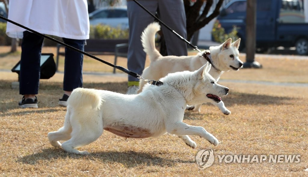 This photo, taken Nov. 10, 2022, shows a pair of dogs gifted by North Korean leader Kim Jong-un in 2018 that former President Moon Jae-in has recently returned to the government citing legal grounds and a lack of support. (Yonhap)