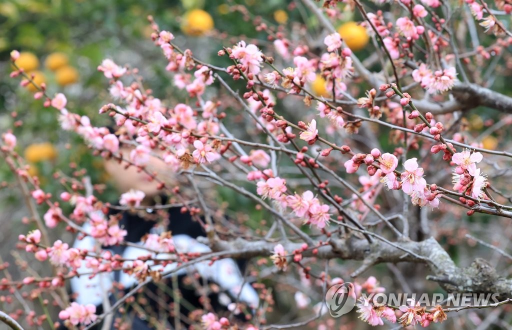 Ciruelos en floración en Jeju