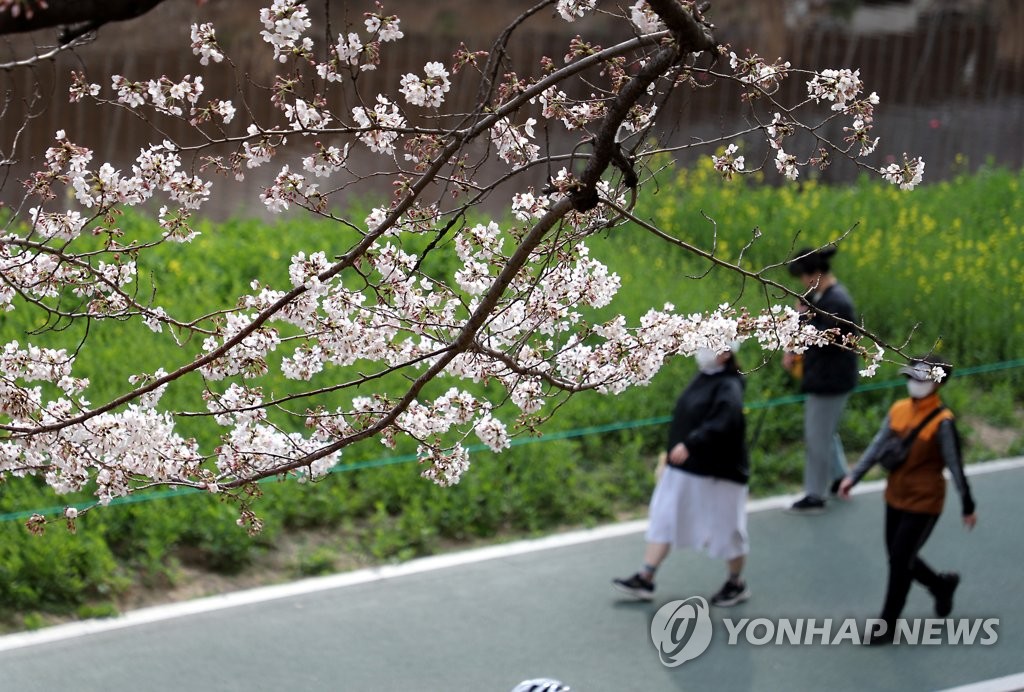 부산 벚꽃 활짝 폈다…102년 관측 이래 가장 일러 | 연합뉴스