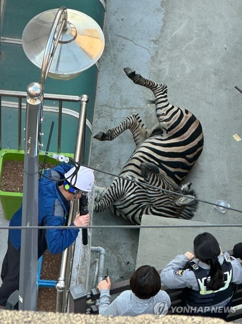 Se atrapa una cebra que escapó de un zoológico en Seúl después de 3 horas