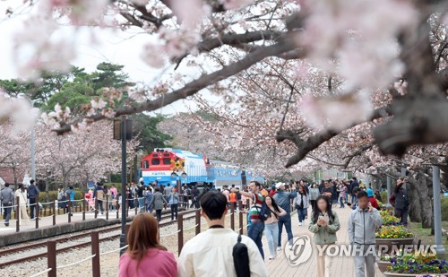 Eve of Jinhae cherry blossom fest