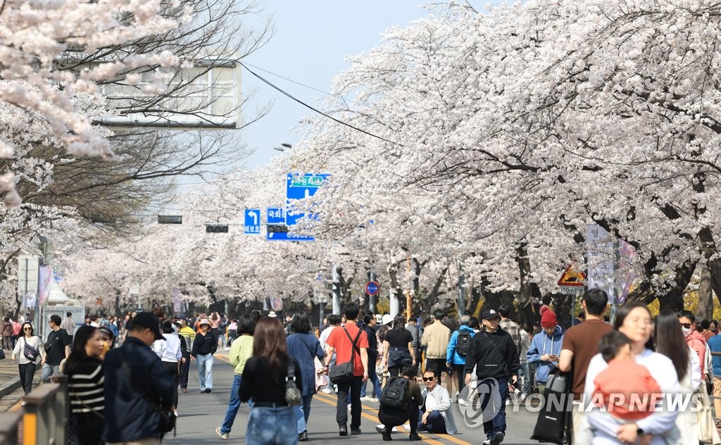 Cherry blossoms in full bloom before major festival