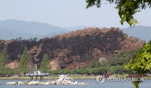 강릉·홍성 등 산불 피해 복구비 808억원 지원
