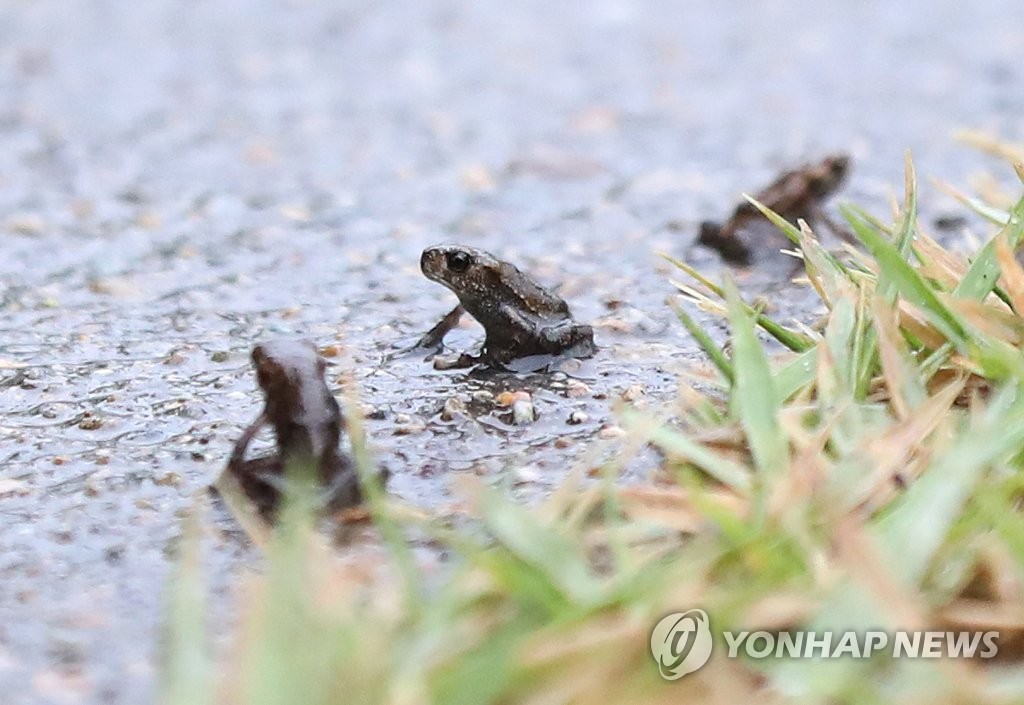 재미있는 두꺼비 사진