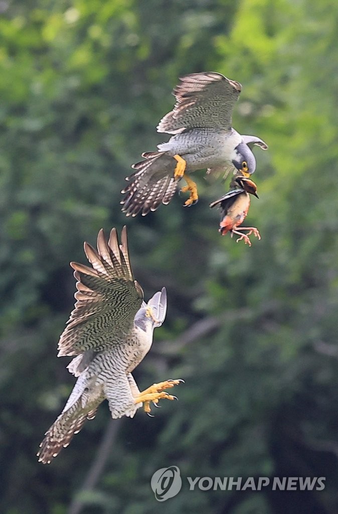 Hawk's hunting of pitta