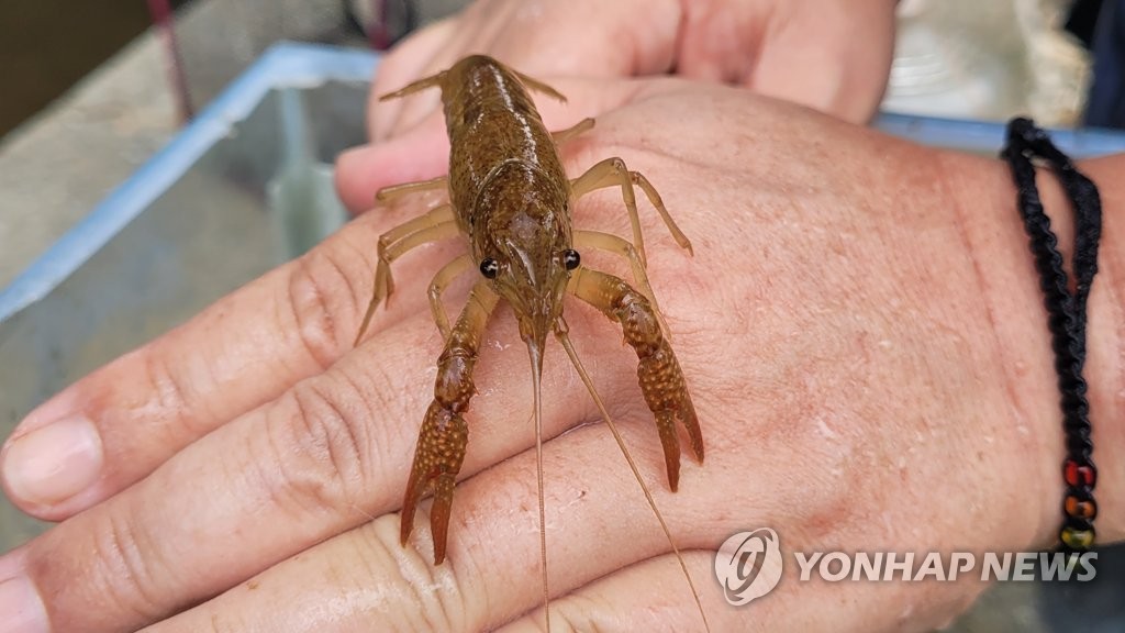 천안 병천천서 발견된 미국가재