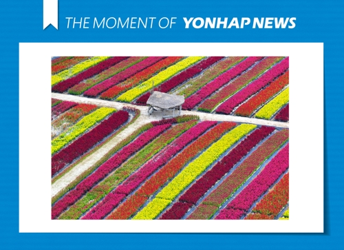  화려한 색 뽐내는 고석정 꽃밭