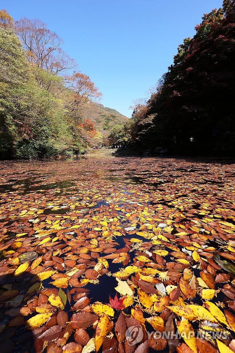 가을날 백양사 연못