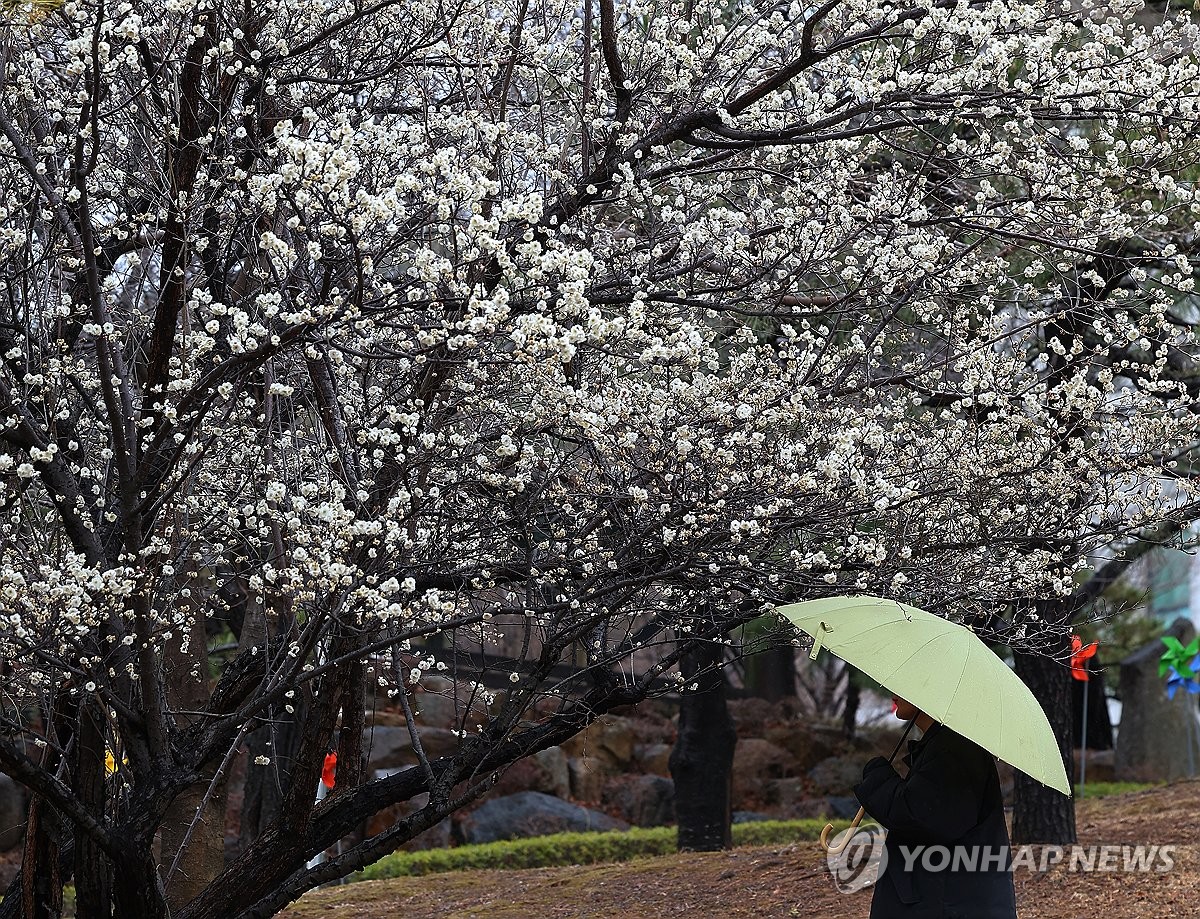 포근한 날씨 속에 비가 내린 5일 오후 부산 남구 동명대학교에 활짝 핀 매화를 우산 쓴 학생이 구경하고 있다. /연합뉴스