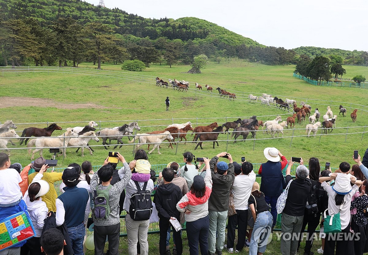 Horses indigenous to Jeju Island | Yonhap News Agency