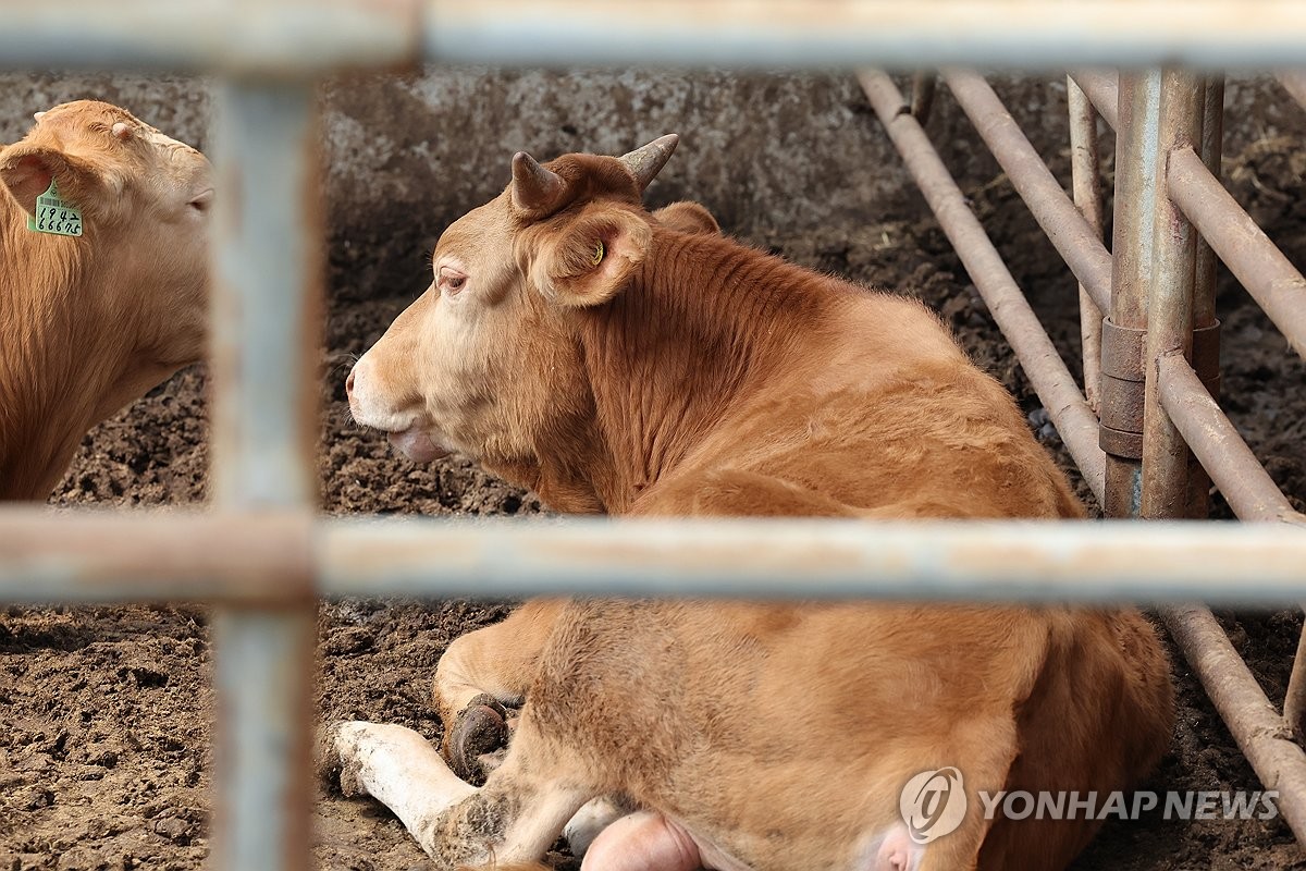 앉아 있는 소. *사진은 기사와 관계 없음.