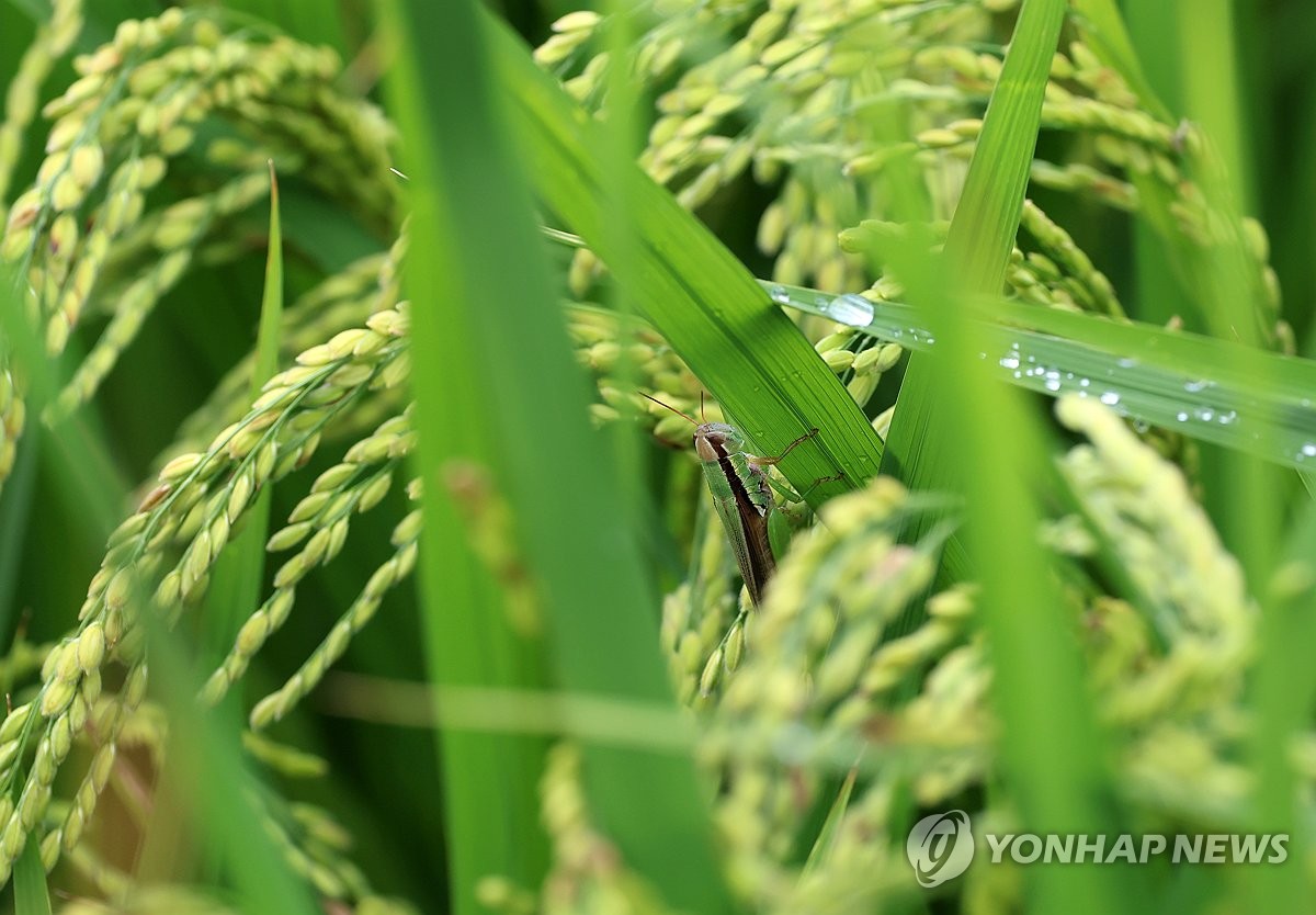 메뚜기가 전하는 풍년 농사