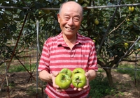 달콤하고 아삭한 태추 단감 맛보세요…경남 고성 농가 수확 한창