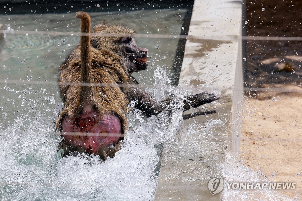 "사람보다 낫네" 전용 수영장에 냉동 과일…동물원의 여…