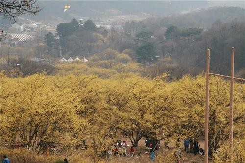 경기도 곳곳 꽃의 향연…올봄 꽃구경은 어디로 갈까?