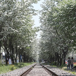 만개한 전주 팔복동 이팝나무