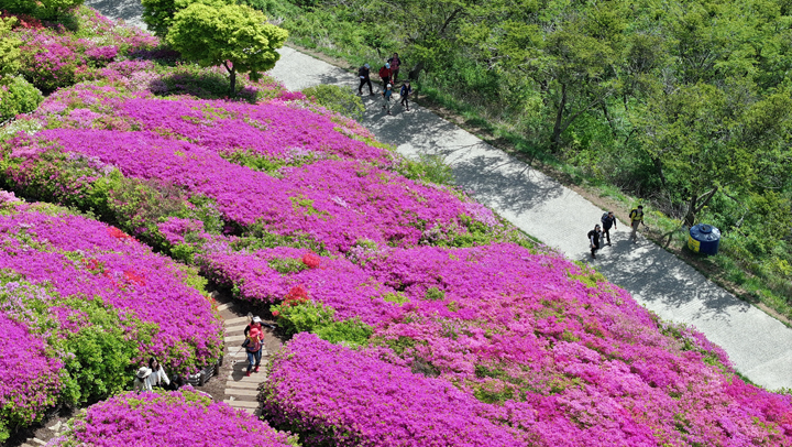 '봄과 여름의 경계'…백양산 정상 철쭉 만개